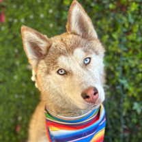 Thumbnail photo of Chester #1