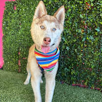 Thumbnail photo of Chester #2