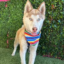 Thumbnail photo of Chester #4