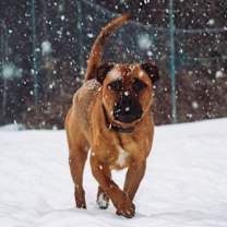 Thumbnail photo of Moose~25/26-0148 #2