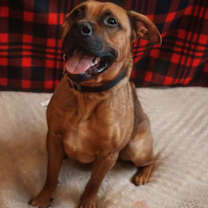 Thumbnail photo of Moose~25/26-0148 #3