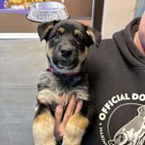 Thumbnail photo of Mistletoe #1