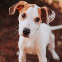 Thumbnail photo of 89995a- Oscar #1