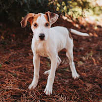 Thumbnail photo of 89995a- Oscar #3