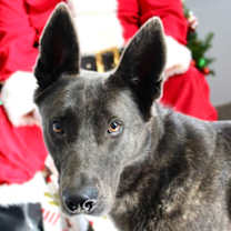 Thumbnail photo of Fin #1