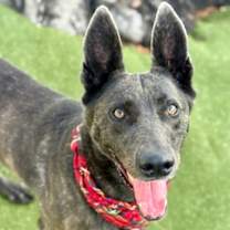 Thumbnail photo of Fin #3