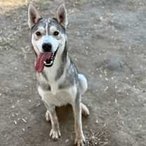 Thumbnail photo of PRINCESS #2