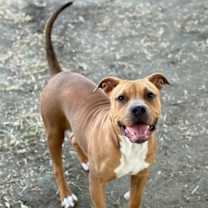 Thumbnail photo of PINKIE #1