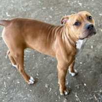 Thumbnail photo of PINKIE #2