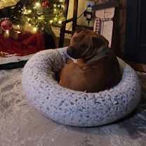 Thumbnail photo of Jovie - Stratford #2