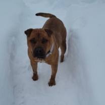 Thumbnail photo of Jovie - Stratford #3