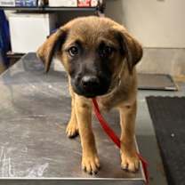 Thumbnail photo of Clancy #1