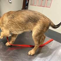 Thumbnail photo of Clancy #3