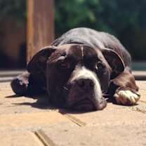 Thumbnail photo of Kobe #2