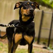 Thumbnail photo of Benito #1