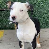 Thumbnail photo of Indy* aka Papa #1