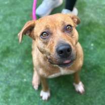 Thumbnail photo of Amethyst* #2