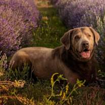 Thumbnail photo of Seamus #1