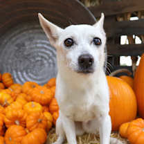 Thumbnail photo of Agnes #3