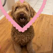 Thumbnail photo of Daisy #2