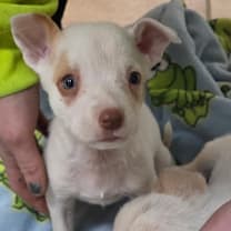 Thumbnail photo of Raccoon #1