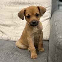 Thumbnail photo of Holly Berry #1