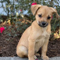 Thumbnail photo of Holly Berry #2