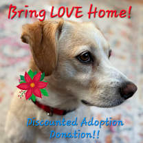 Thumbnail photo of Sunny Girl will brighten your gray days! #1