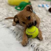 Thumbnail photo of Holly Berry #3