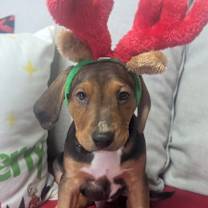 Thumbnail photo of Lucian #1