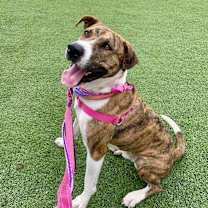 Thumbnail photo of Chuck #3