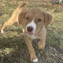 Thumbnail photo of Blaze #1