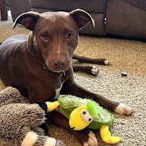 Thumbnail photo of Aponi #1