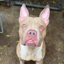 Thumbnail photo of Beaver #1