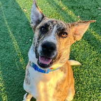 Thumbnail photo of Sarge #3