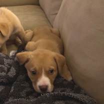 Thumbnail photo of Blaze #3