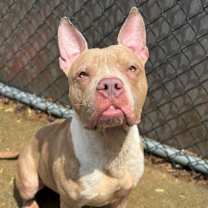 Thumbnail photo of Beaver #2