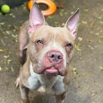 Thumbnail photo of Beaver #3