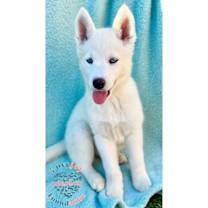 Thumbnail photo of Fiona COH #1