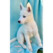 Thumbnail photo of Fiona COH #2