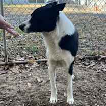 Thumbnail photo of James (5yo, 50lbs) #3