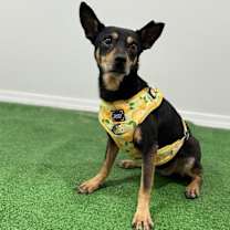 Thumbnail photo of Danna #2