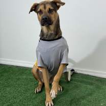 Thumbnail photo of Diesel #2