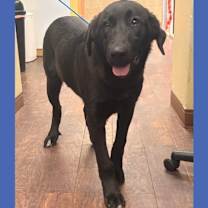 Thumbnail photo of Dog Kennel #19 Allen #1