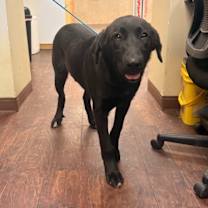 Thumbnail photo of Dog Kennel #19 Allen #2