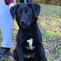 Thumbnail photo of 251807  Roxy #2