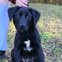 Thumbnail photo of 251807  Roxy #3