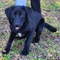 Thumbnail photo of 251807  Roxy #4