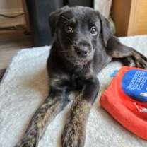 Thumbnail photo of Reese #1