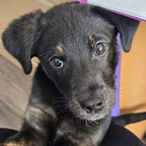 Thumbnail photo of Reese #2